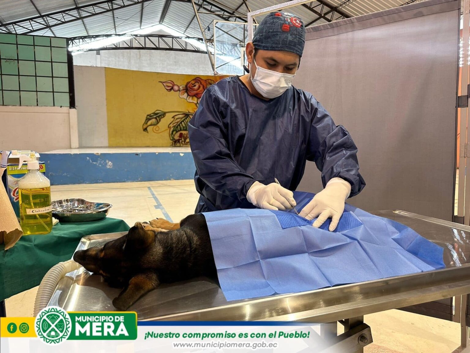 Municipio de Mera continúa con la esterilización de la fauna urbana